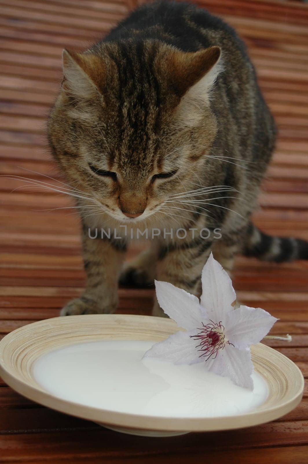 Cat Milk