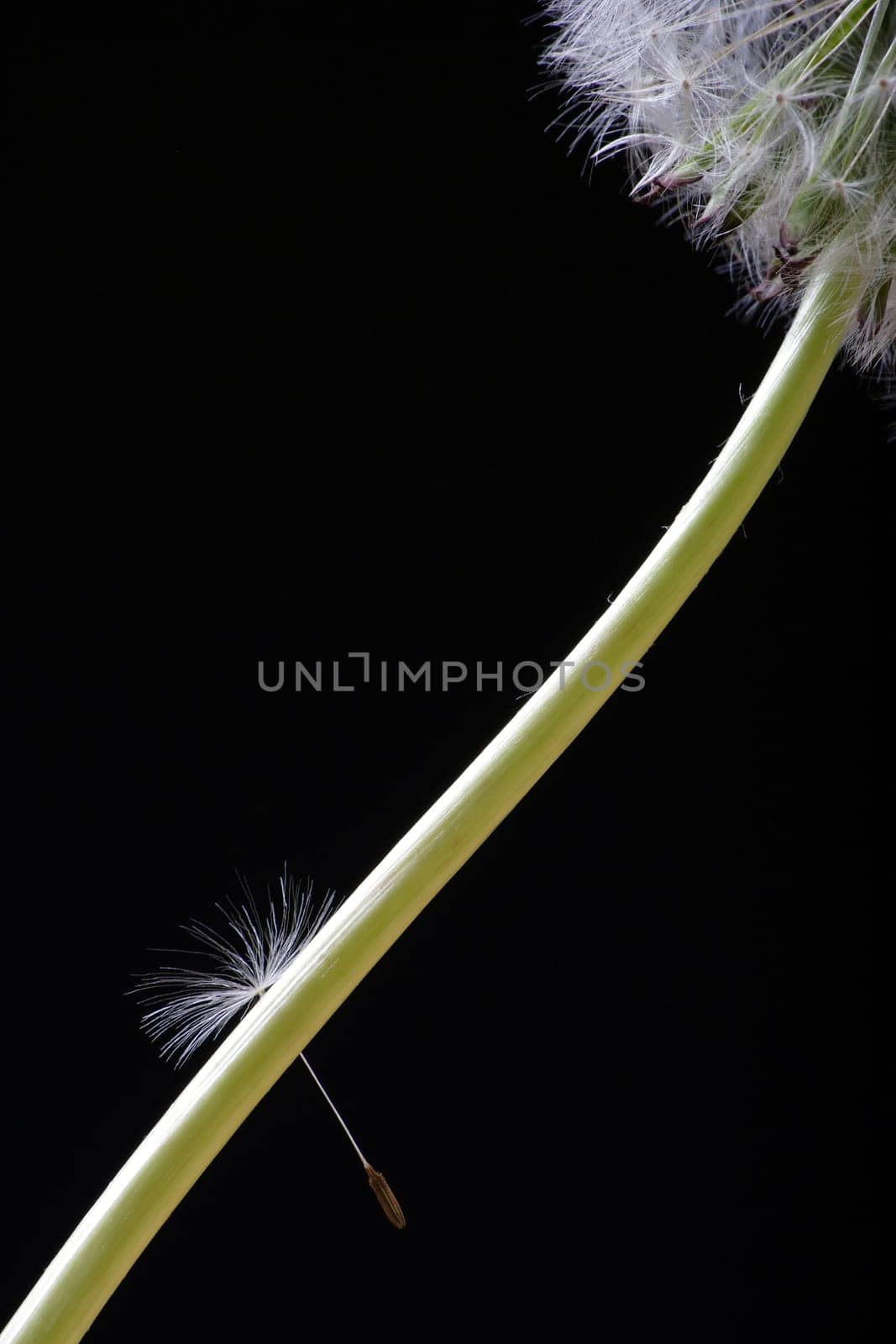 single umbrella of a dandelion hangs on the stem of the same - studio shot against a black background