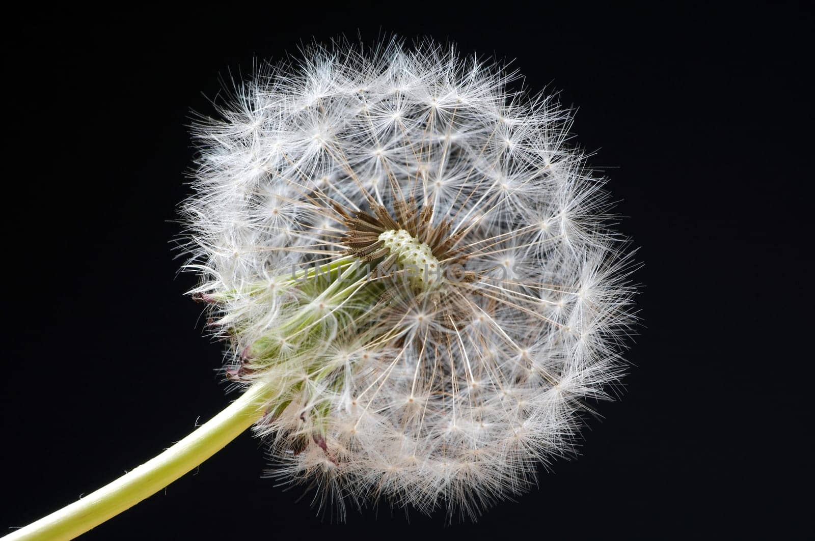 Dandelion