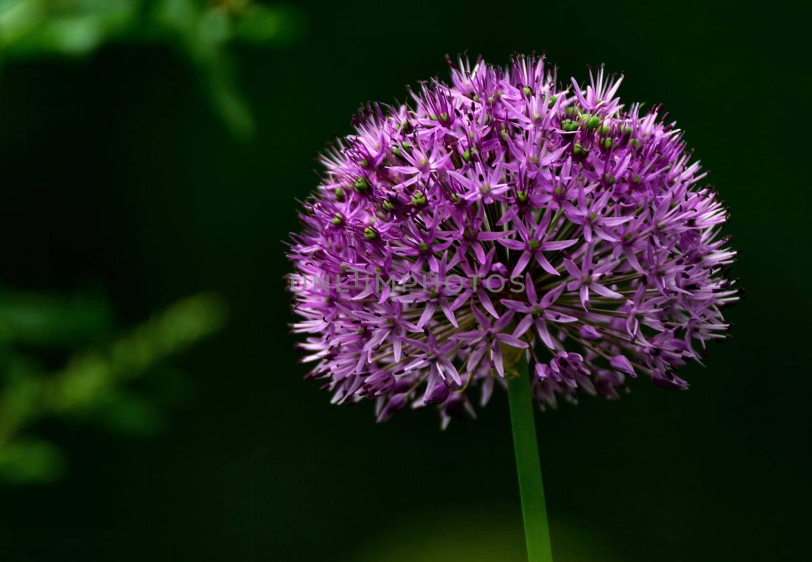 Purple Sensation