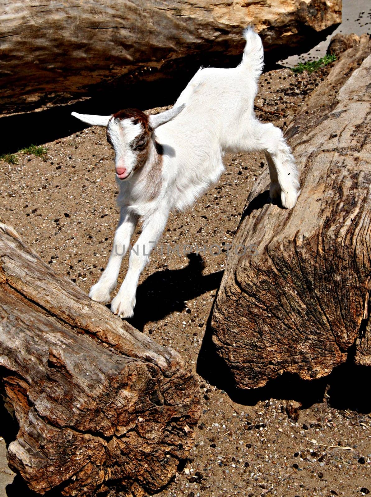 Goat acrobatics