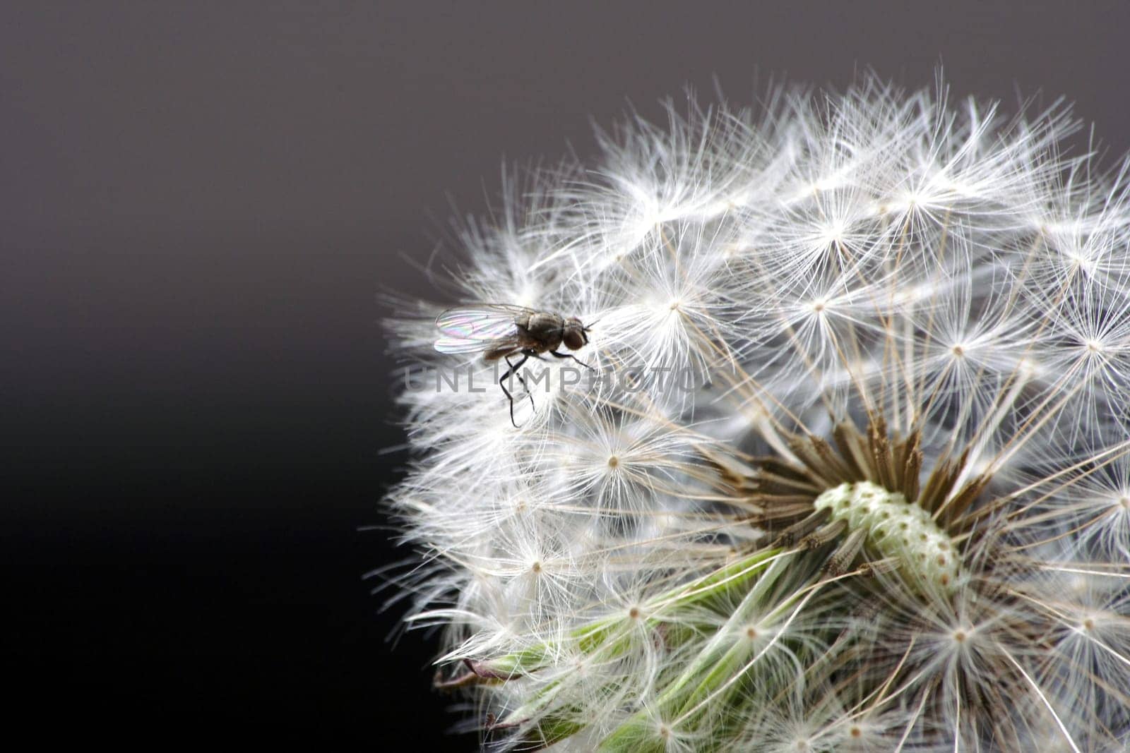 Dandelion in front of a black-gray gradient background exposed in the studio with a bow tie on it.
