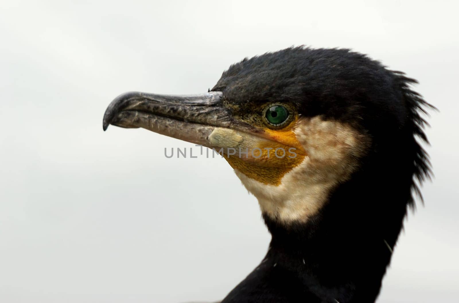 Cormorant