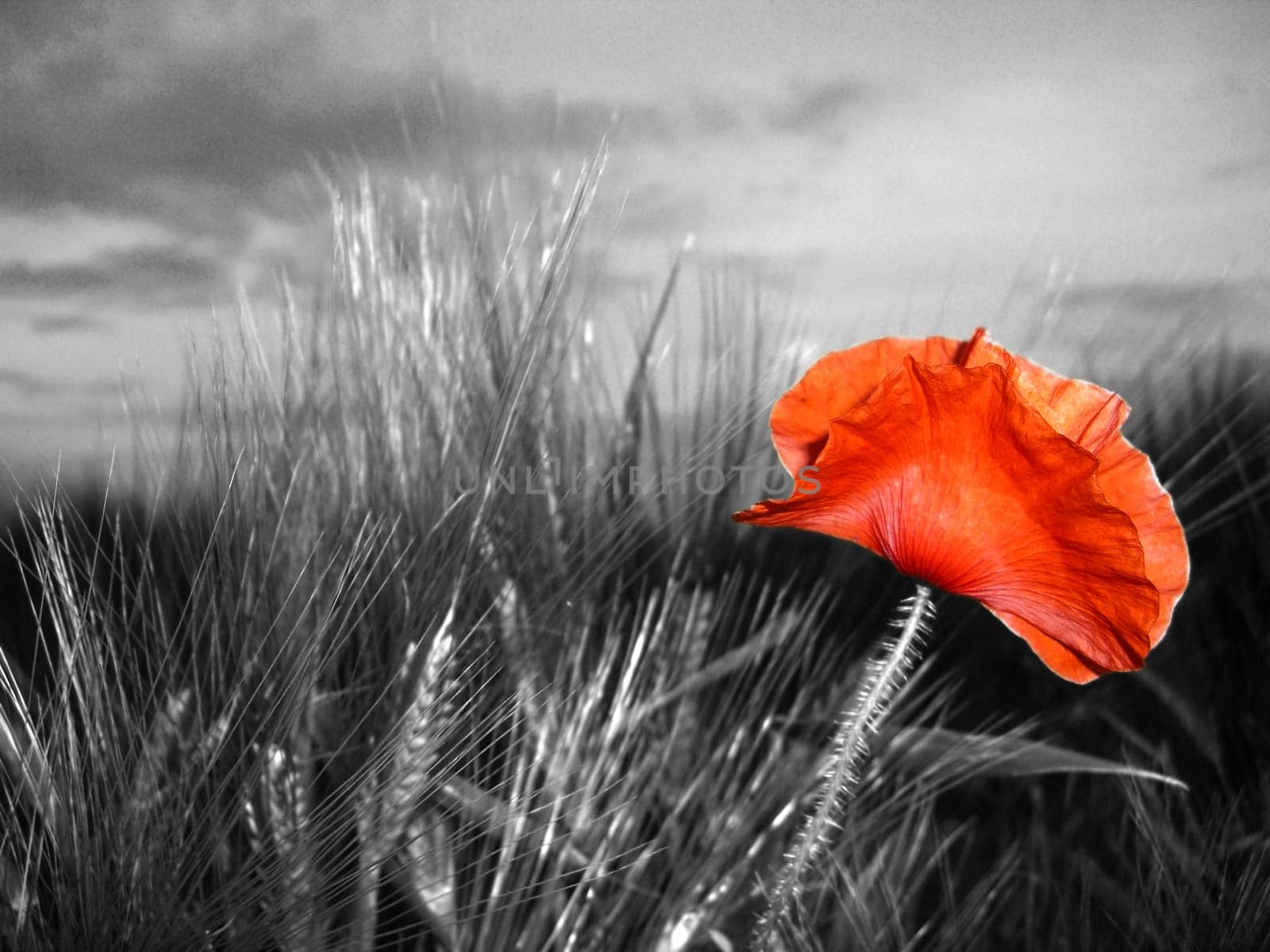 black-white-red