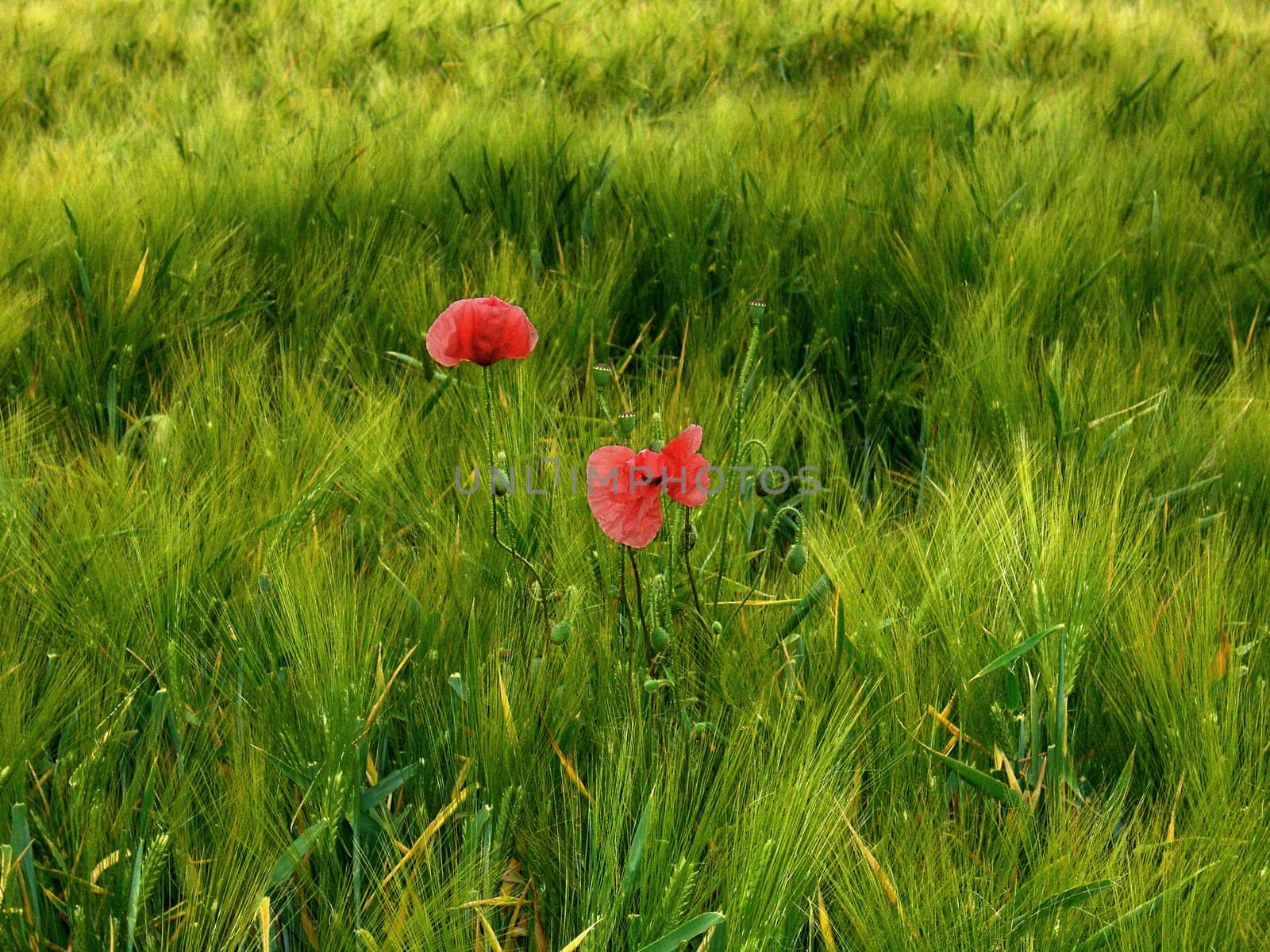 a last one from the series,all taken yesterday evening,with a small compact camera