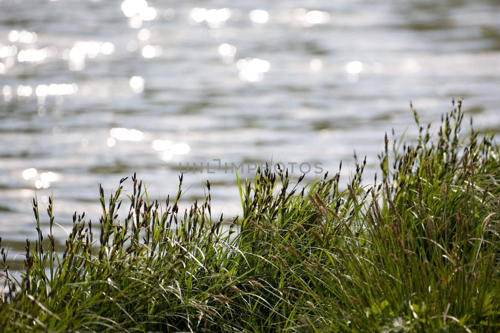 Water and grasses