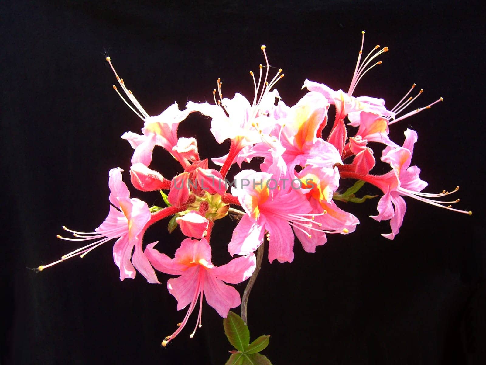 Azalea 02