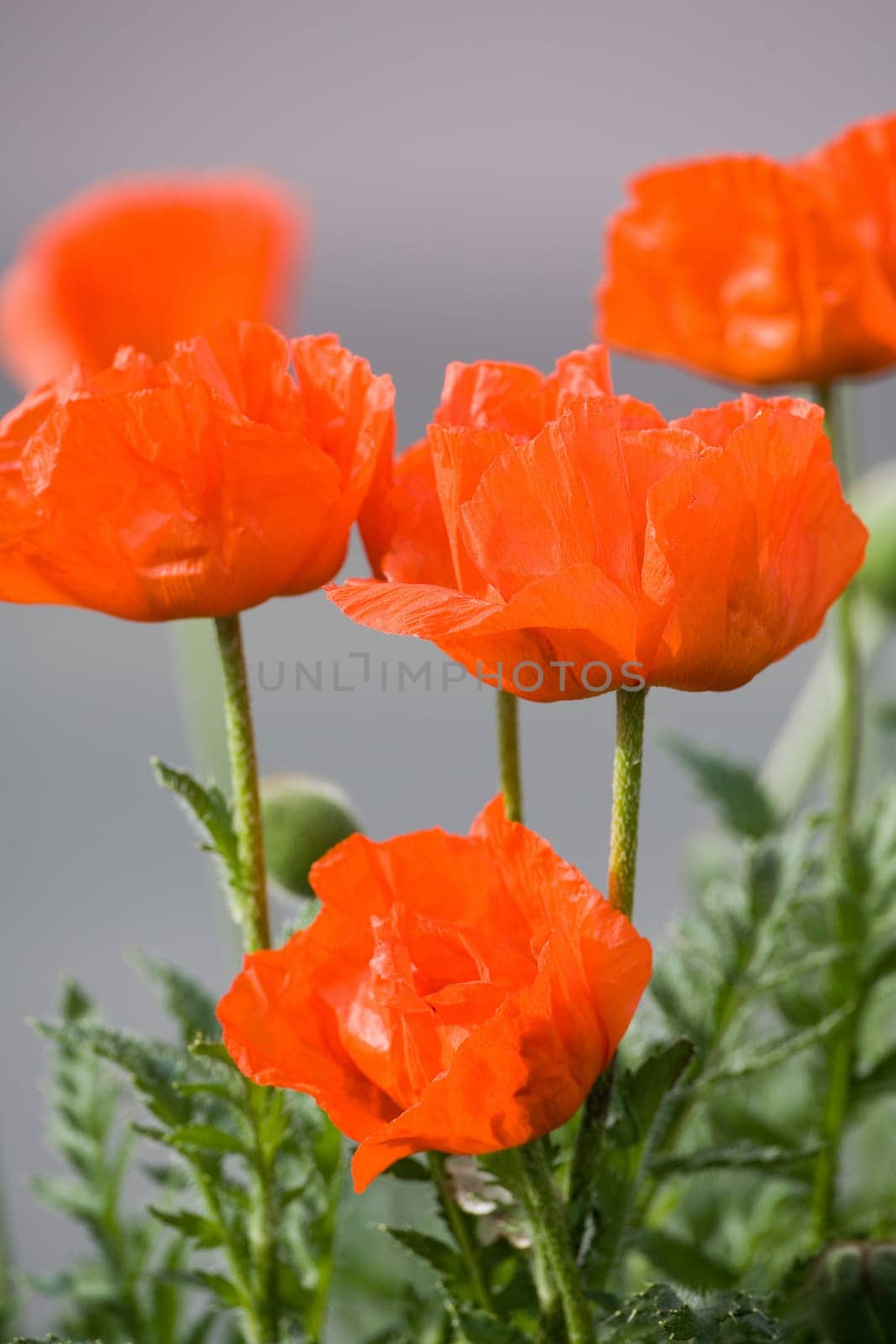 Red poppy flowers