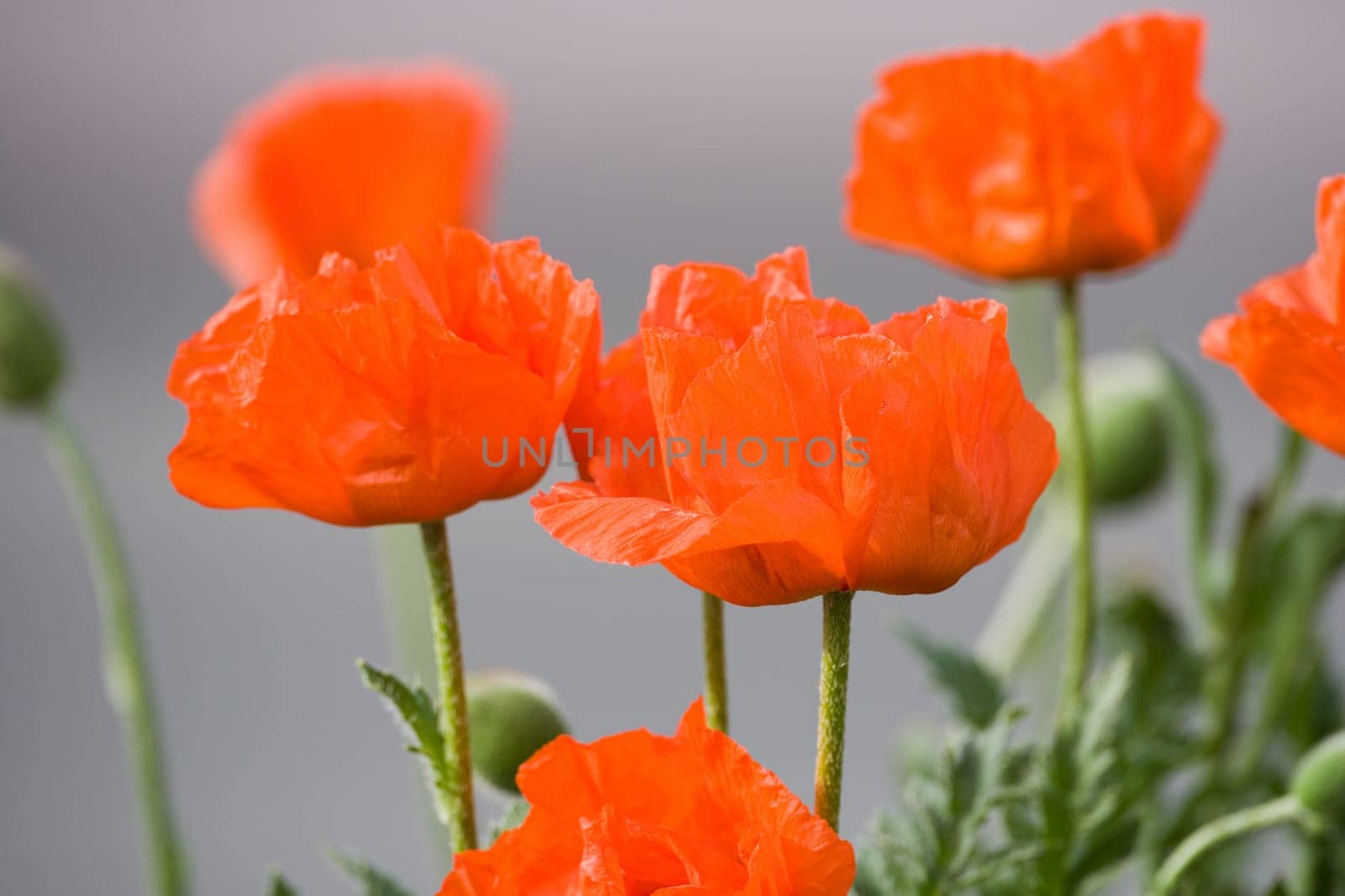 some poppies