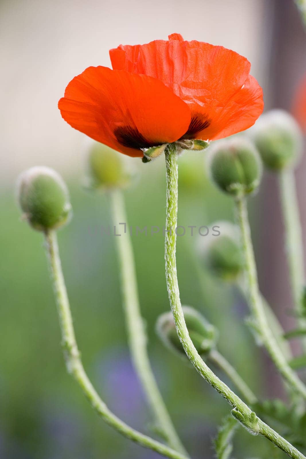 A poppy