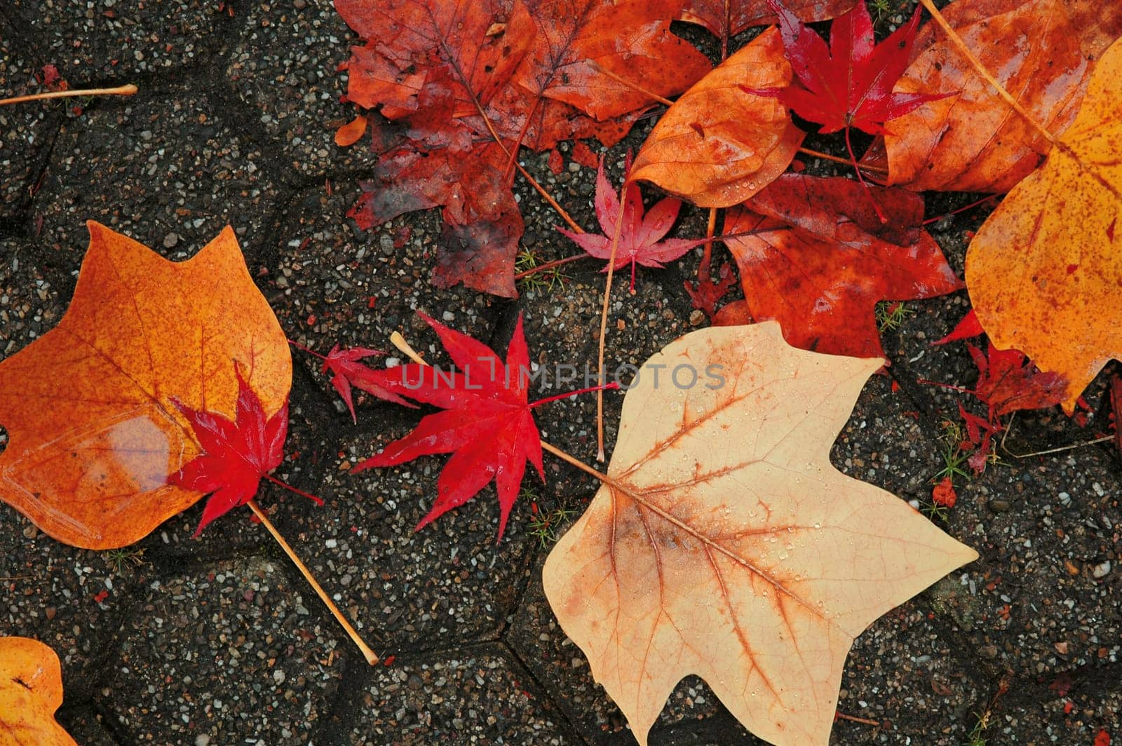 Autumn leaves 4