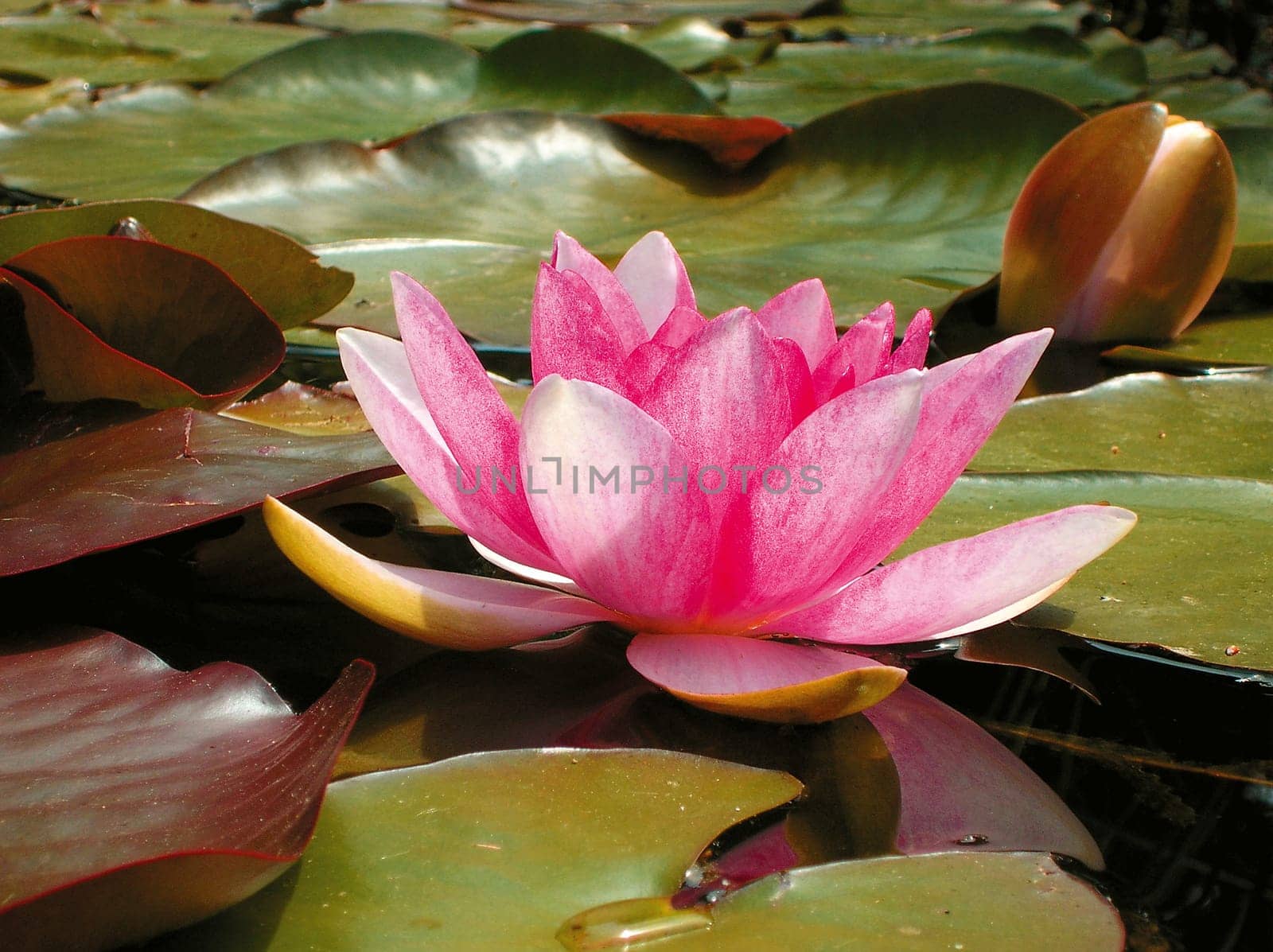 Water lily