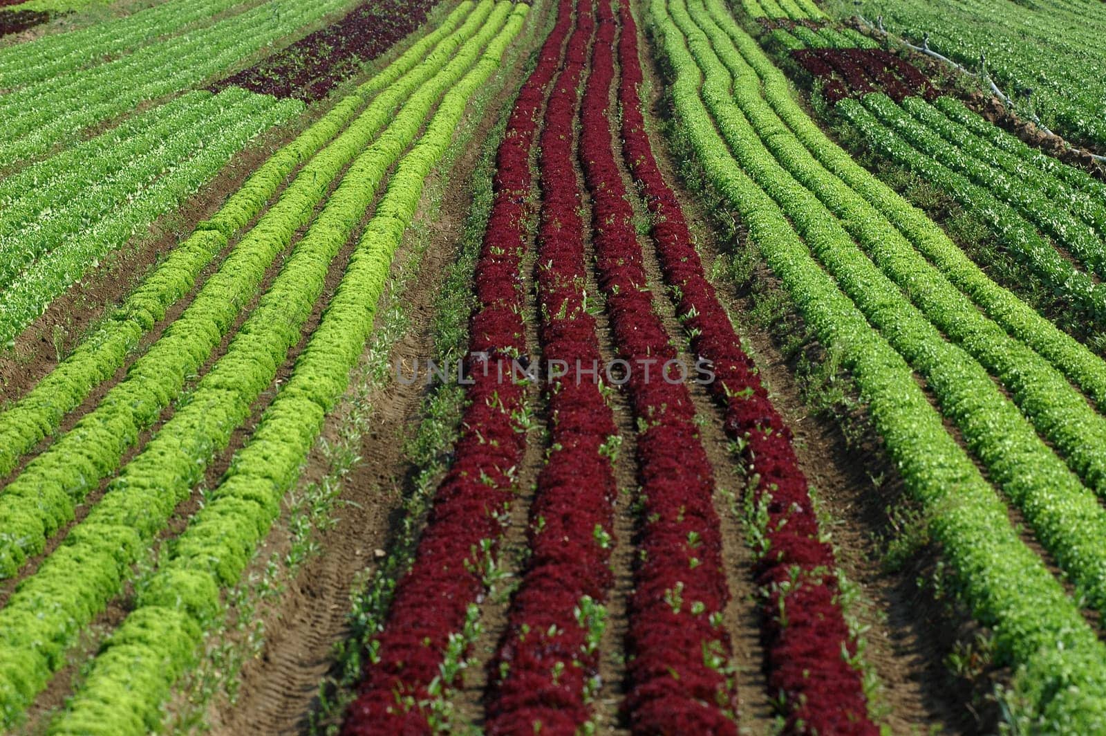 Salad rows 2