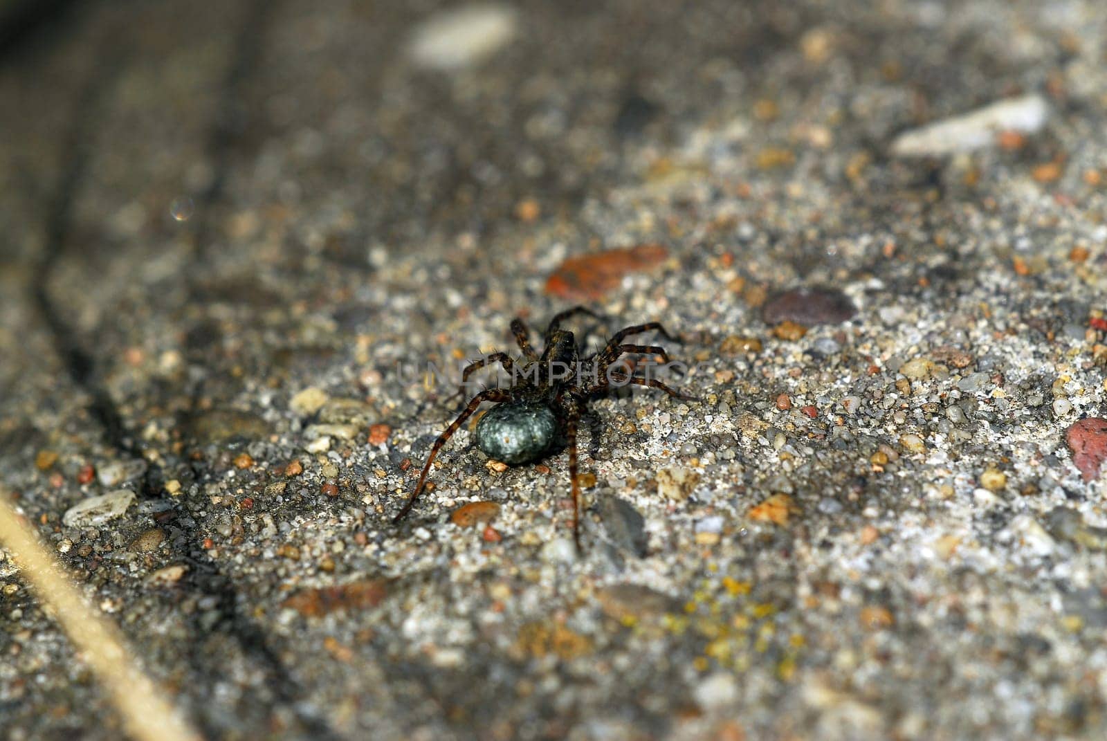 Spider