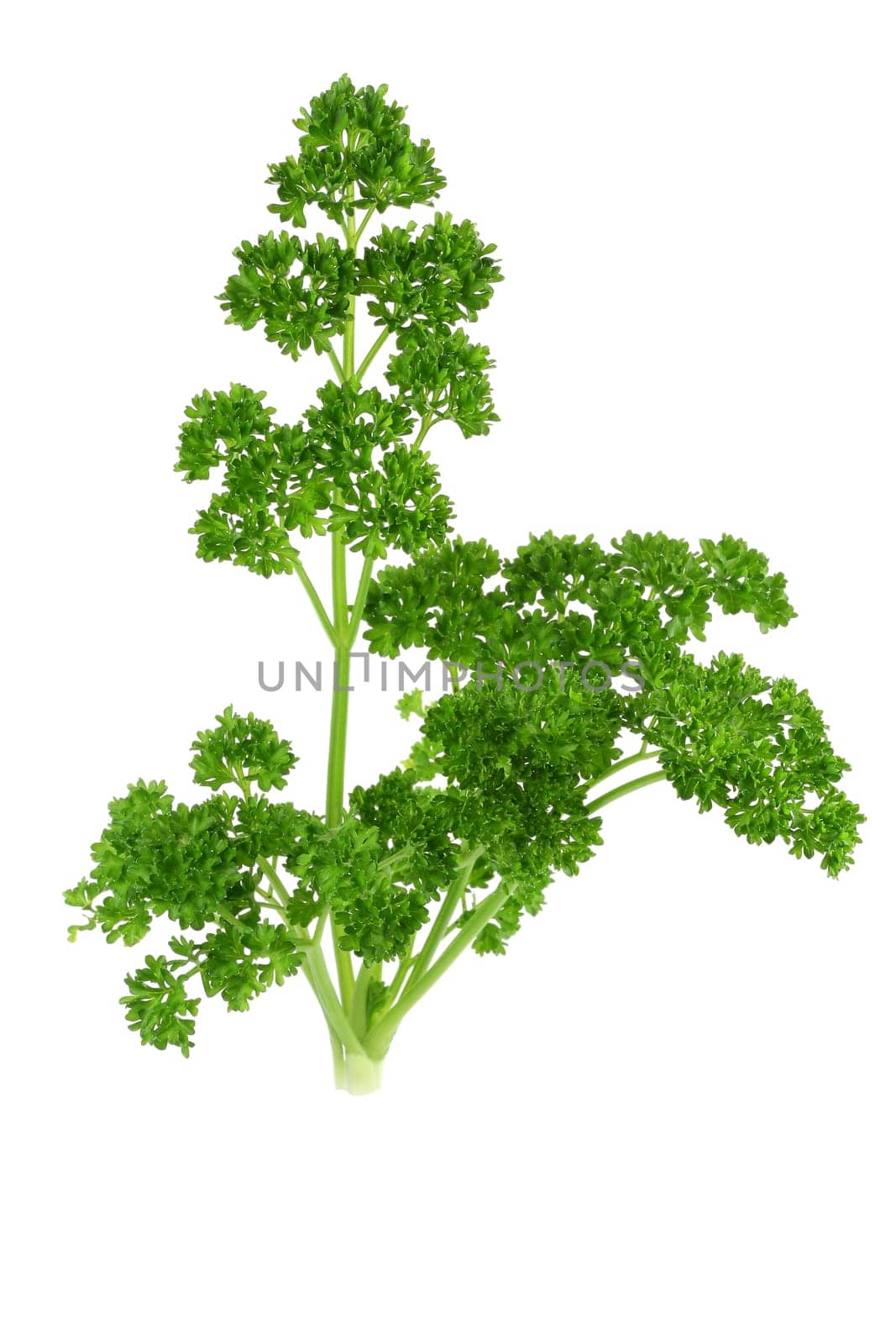 curly parsley