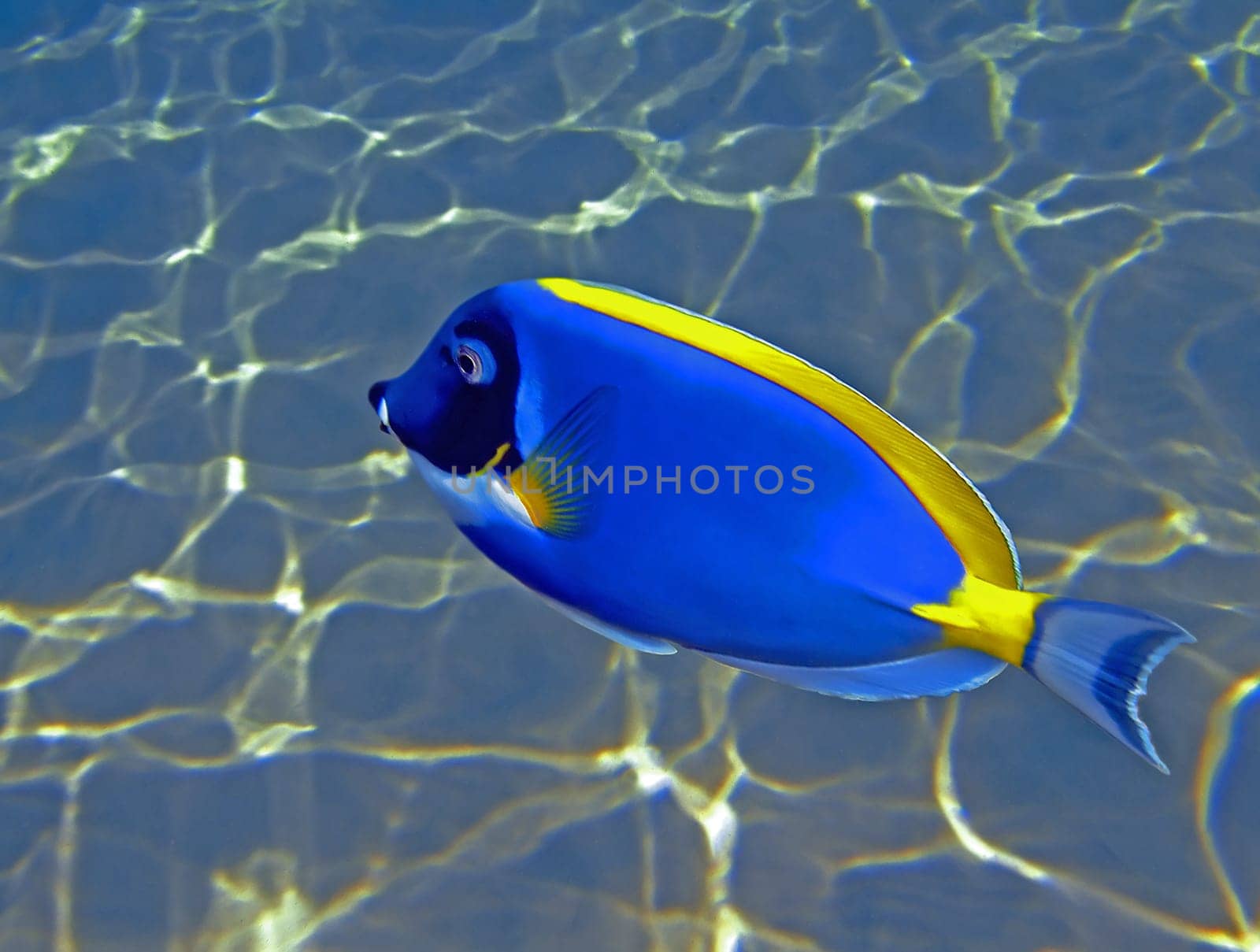 On the reefs of the Seychelles,the white-throated surgeonfish is one of the most common fish. This bright blue fellow,with its bright yellow fins and distinctive white throat,is