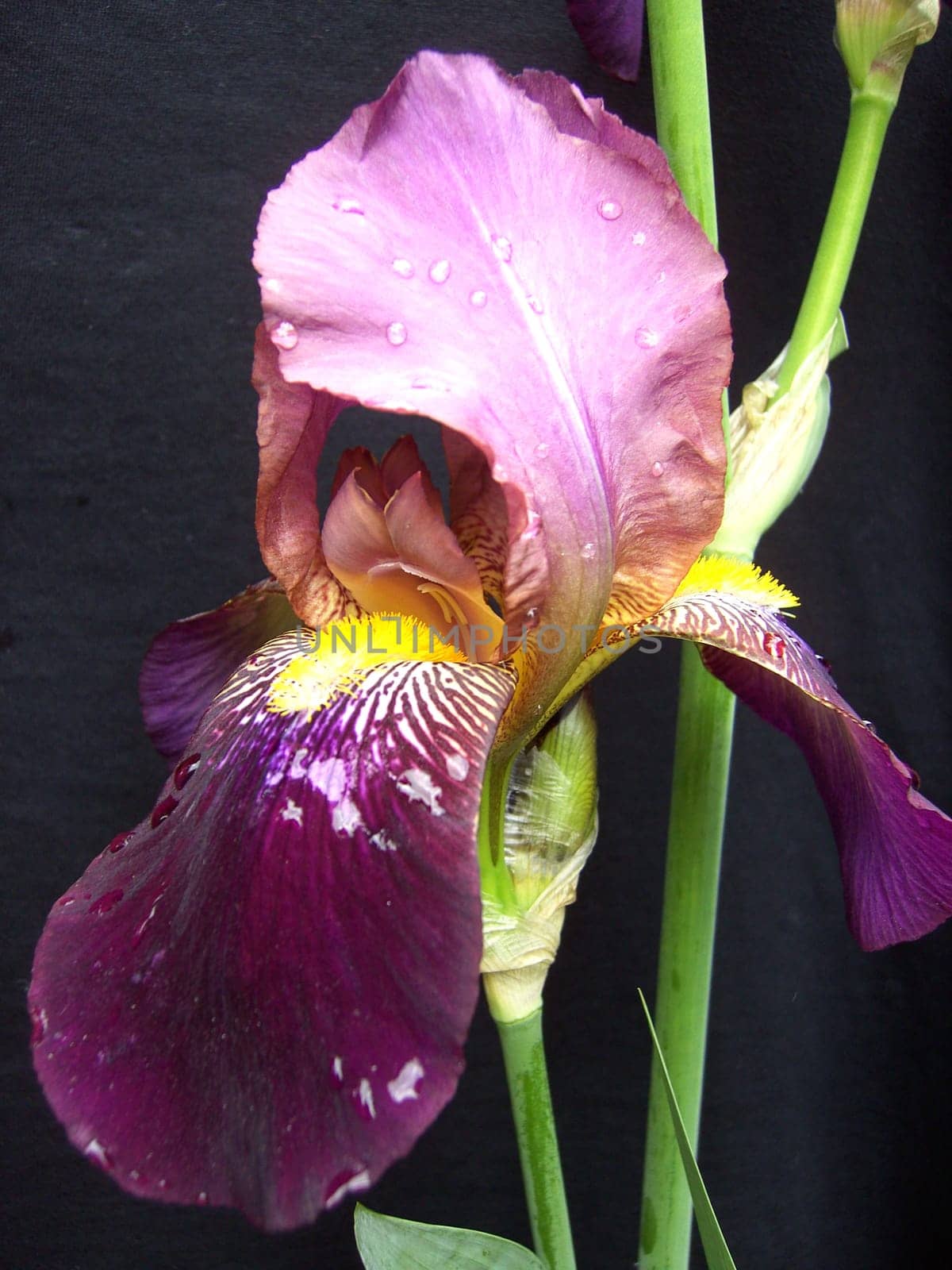 Iris 04