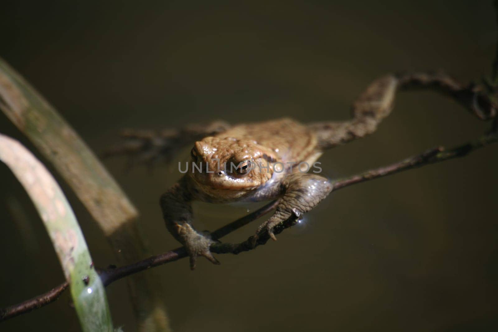 Common toad