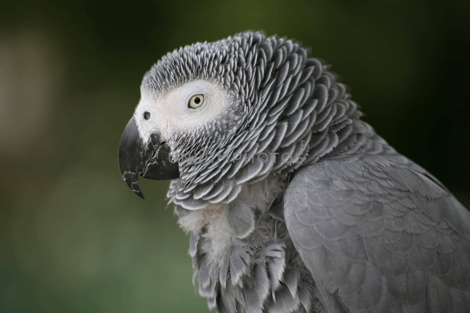 Psittacus erithacus