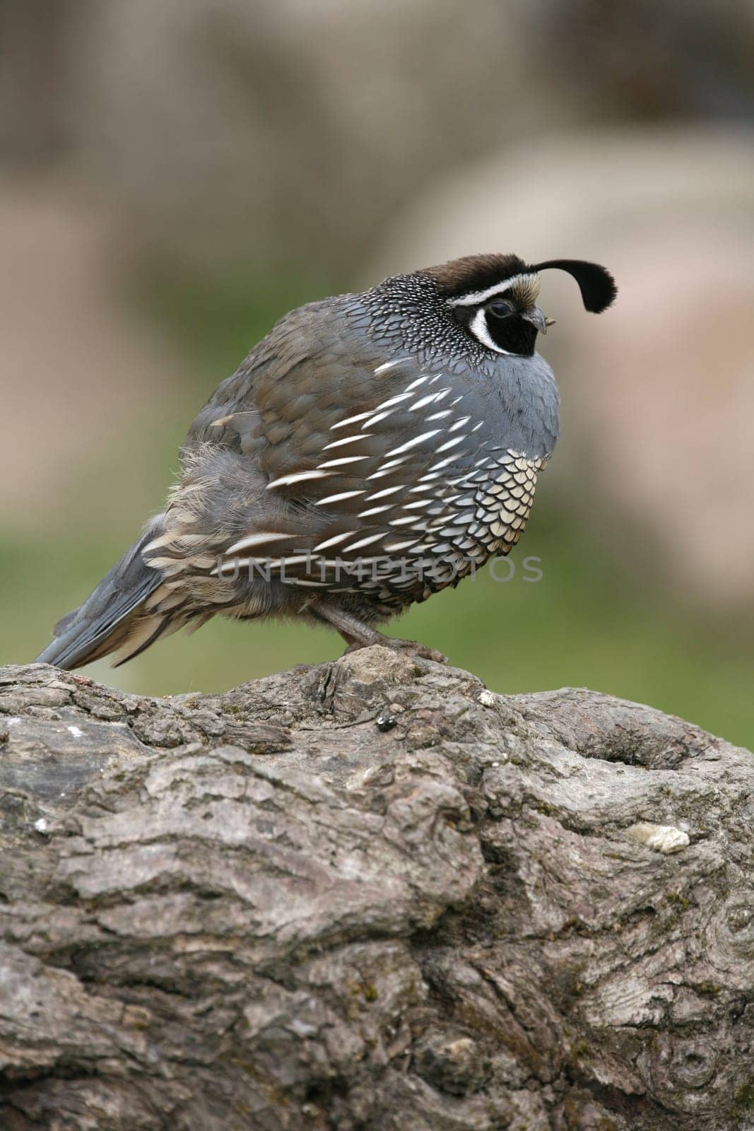 California crested quail