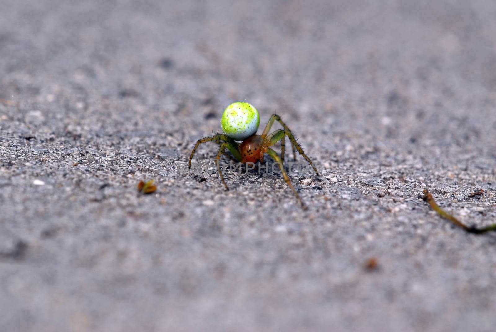 Spider
