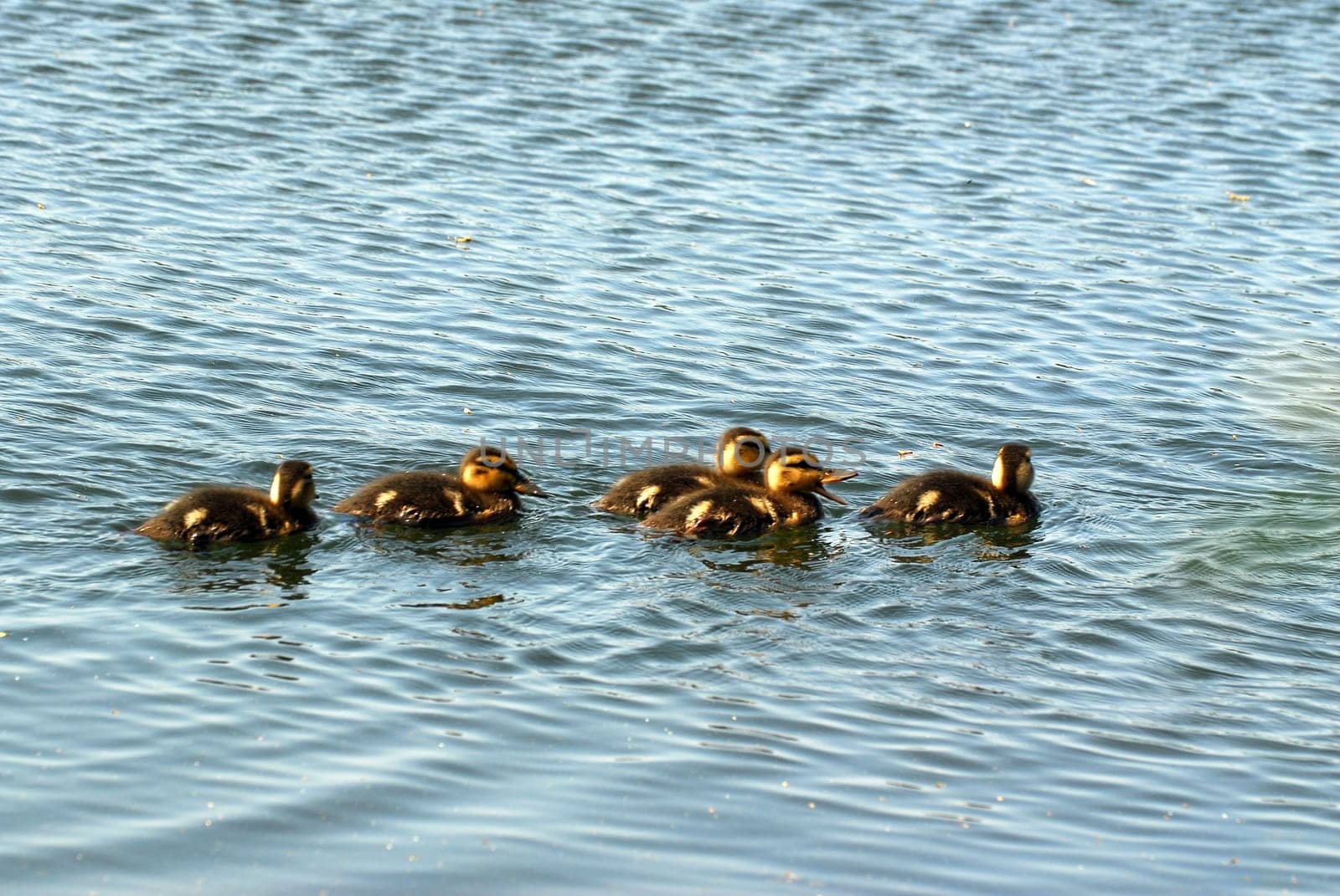 Duckling