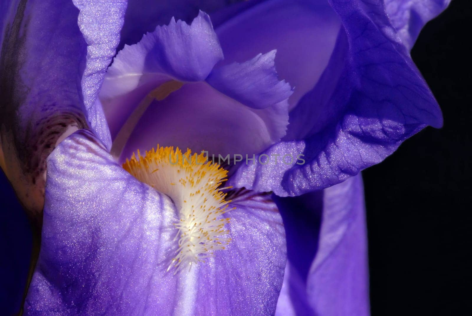 Along with the rose and lilies,irises are among the oldest garden plants. Even in modern times,this early summer flower can be found in many gardens. It owes this popularity to the attractiveness of its flowering,the enormous variety of colors