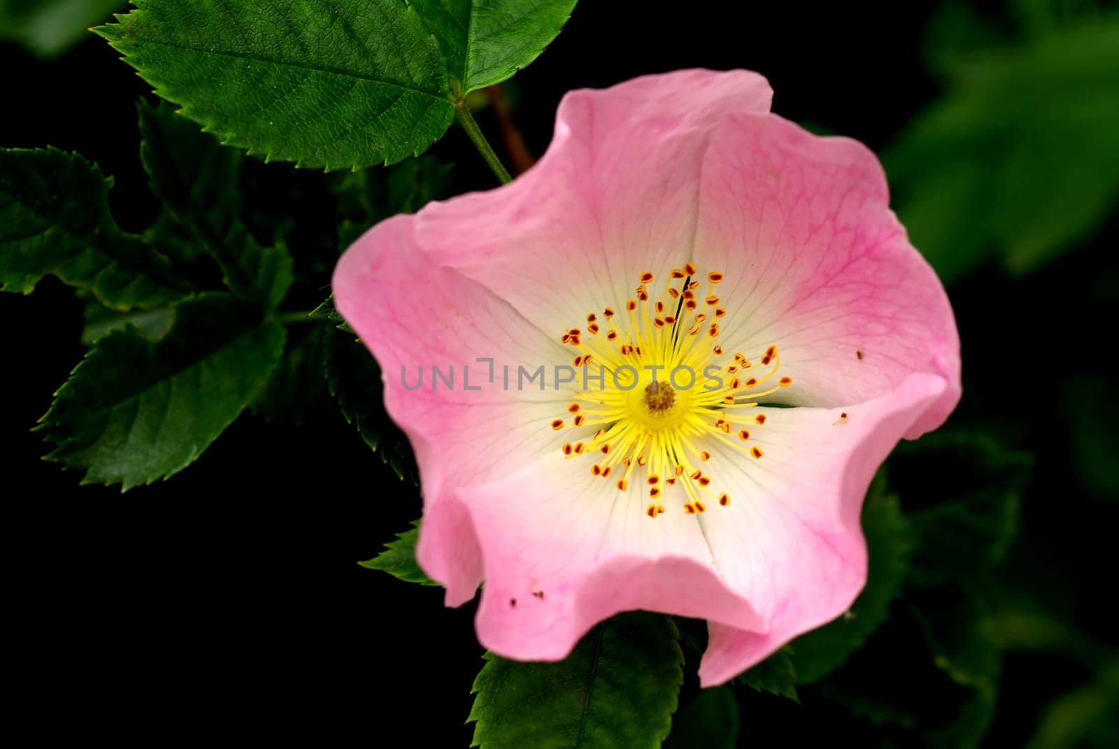 ROSA CANINA