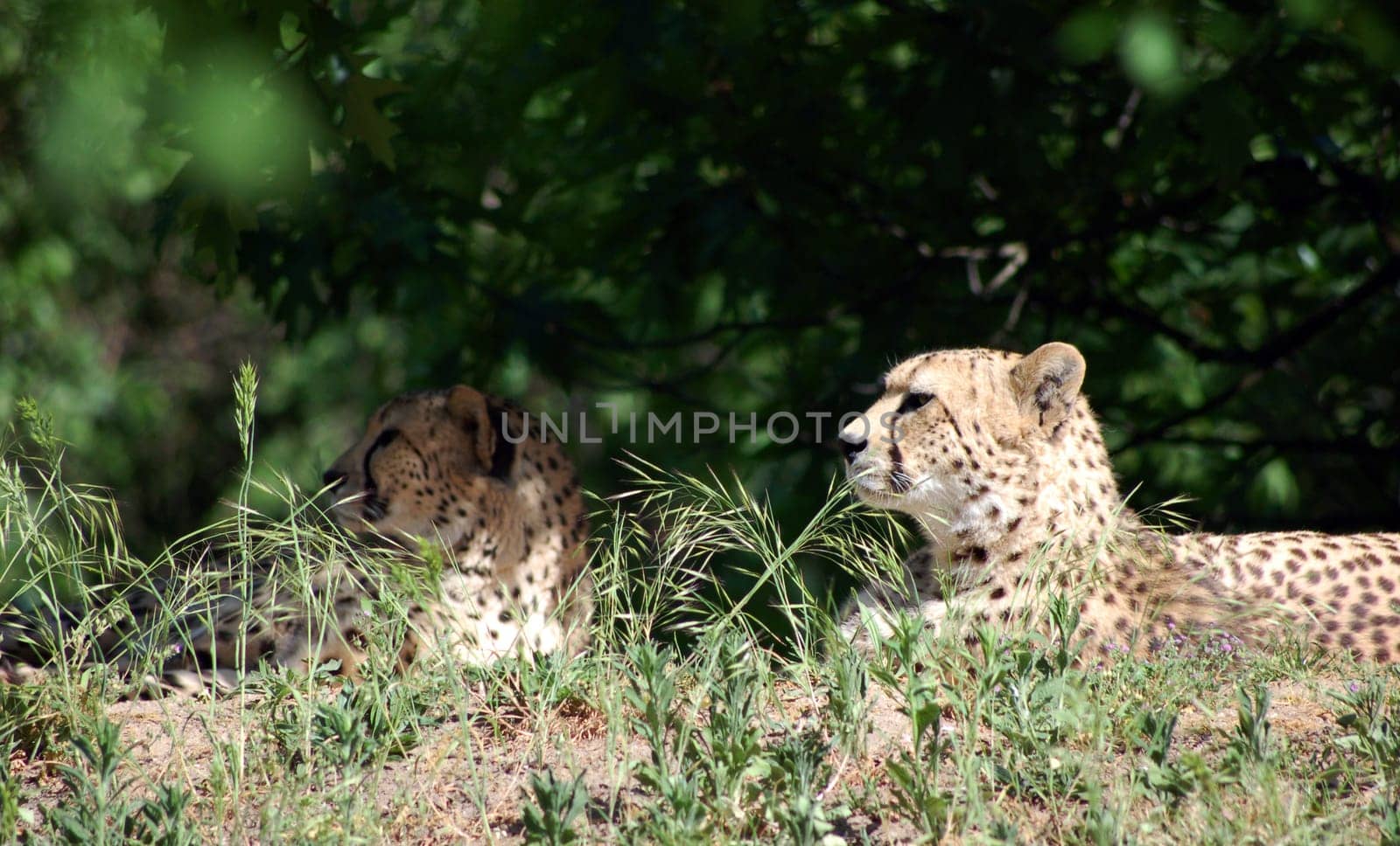 Predators