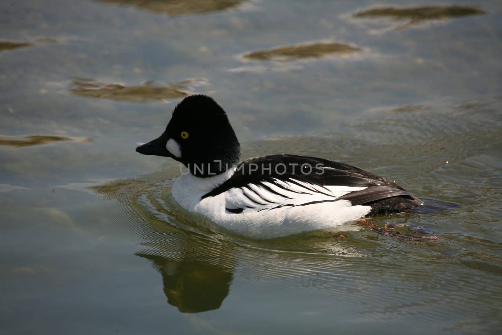 Common goldeneye