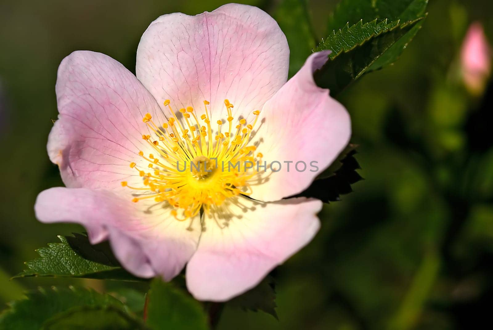 Rose Sauvage