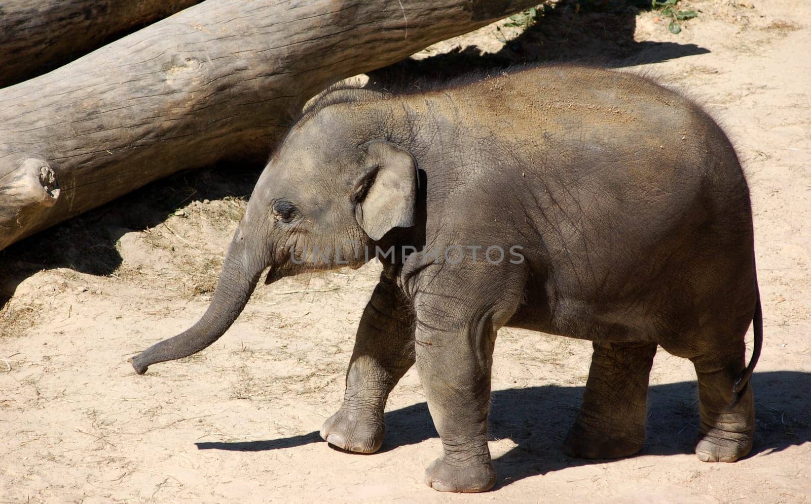 Baby Elephant 2