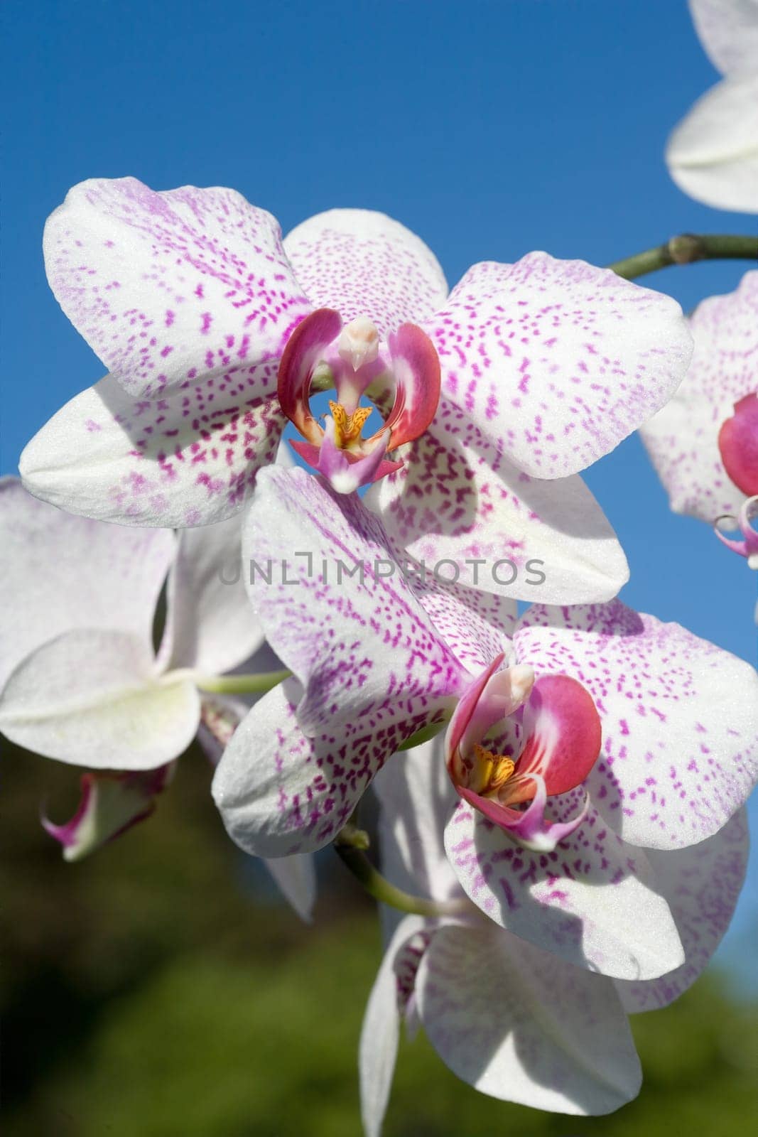 Orchids
