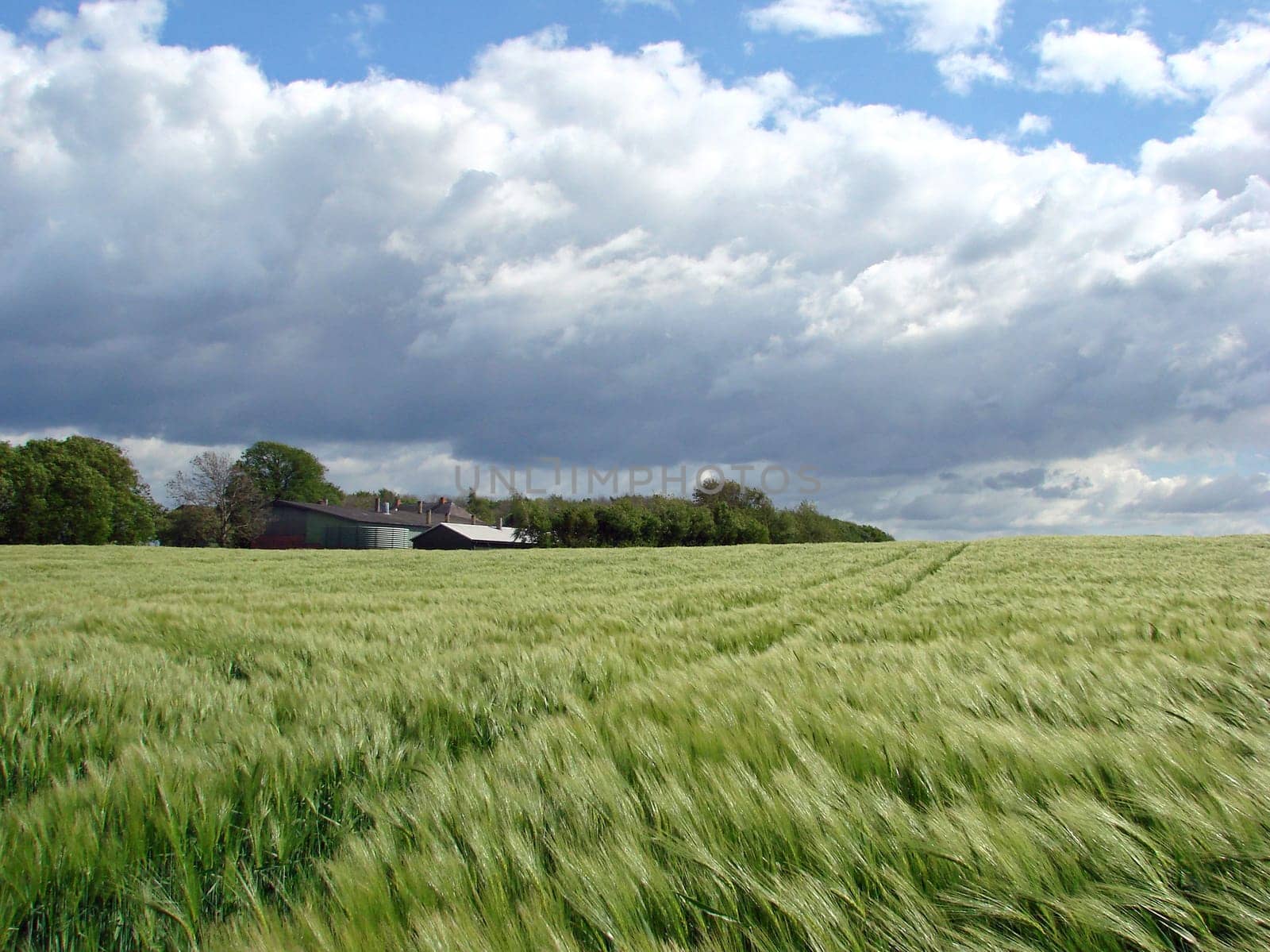 Barley in the wind