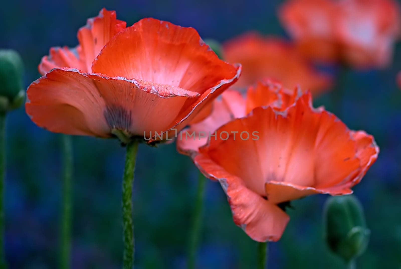 Türkenmohn Quartett
