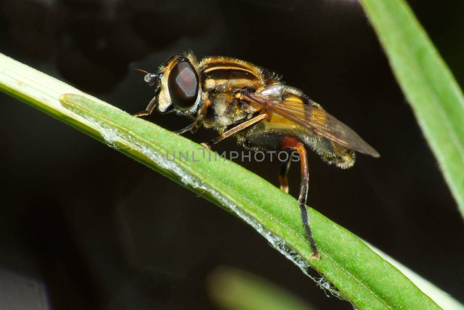 Helophilus pendulus