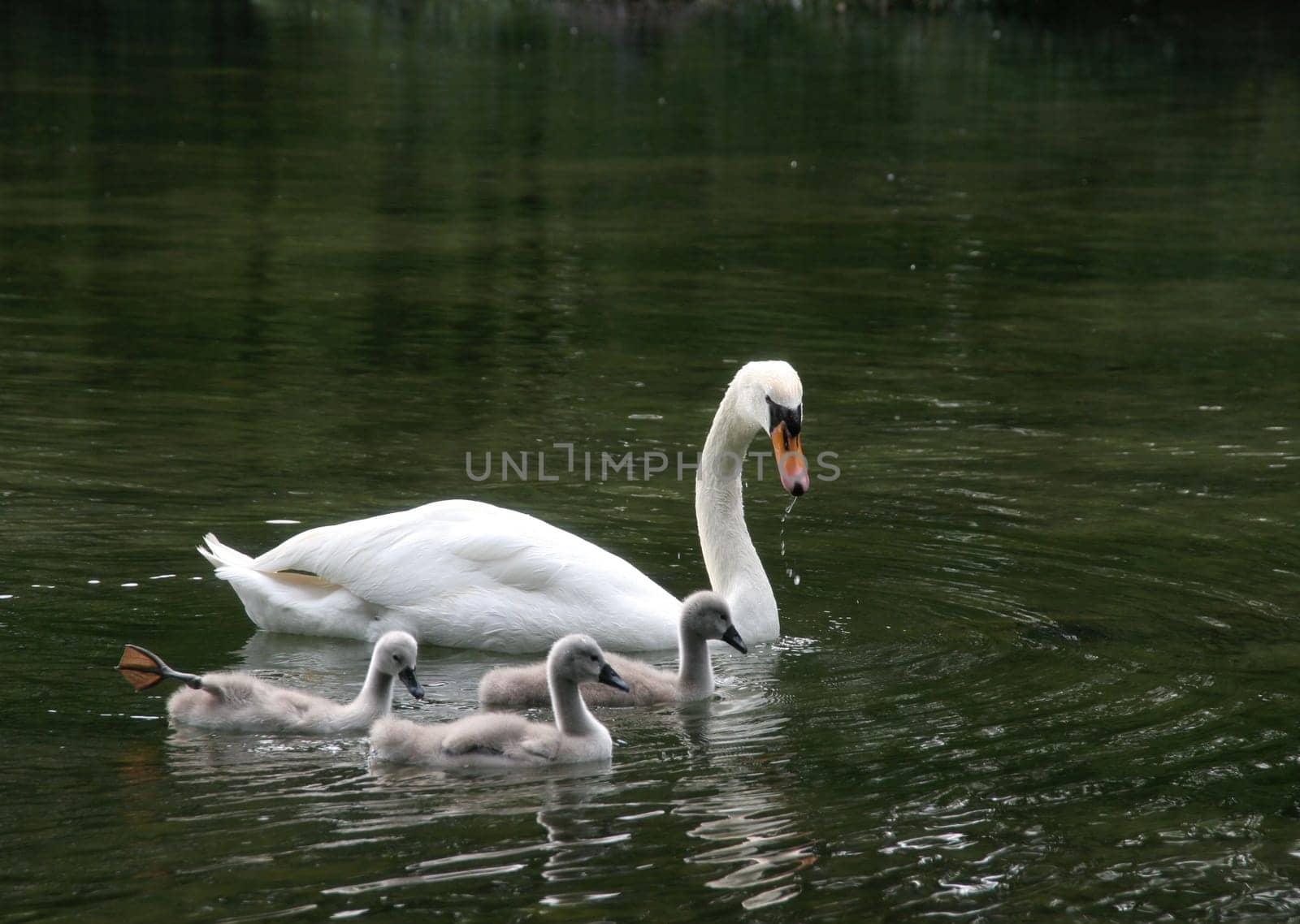 ... not for a moment does the mother let her young out of her sight.