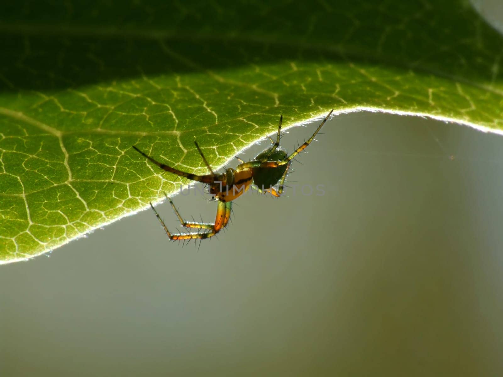 under a magnolia leaf