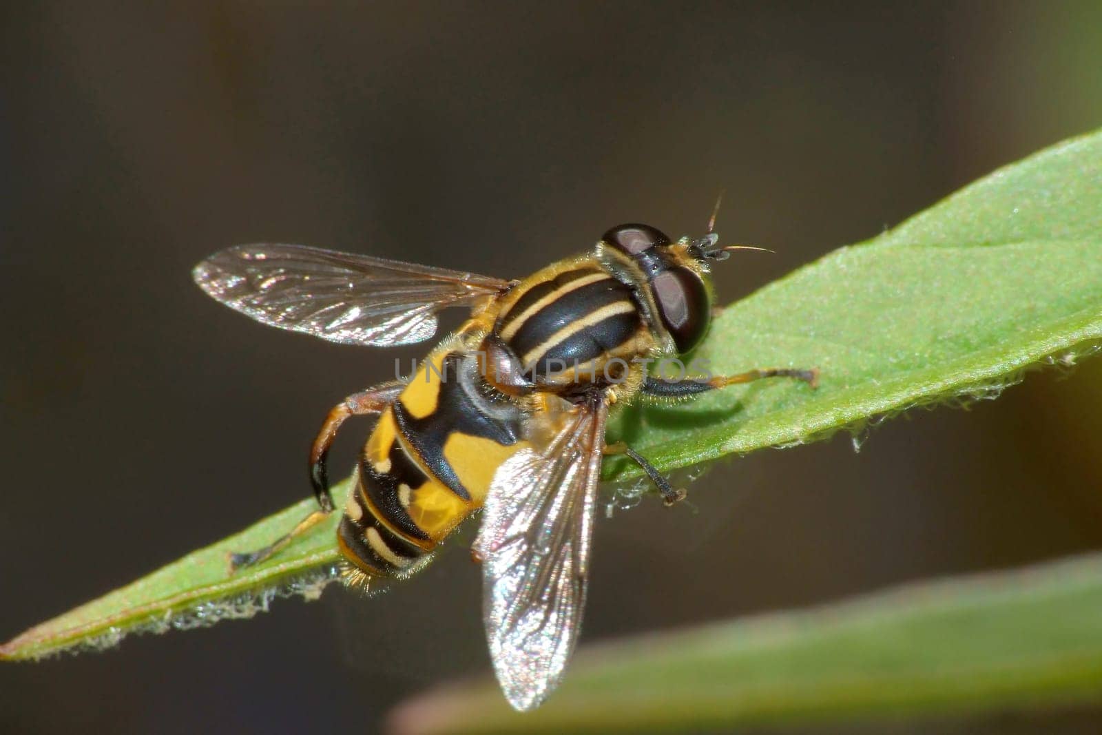 The hoverflies form a family of about 5000 species. Most of them are nectar suckers. Some imitate bees and wasps