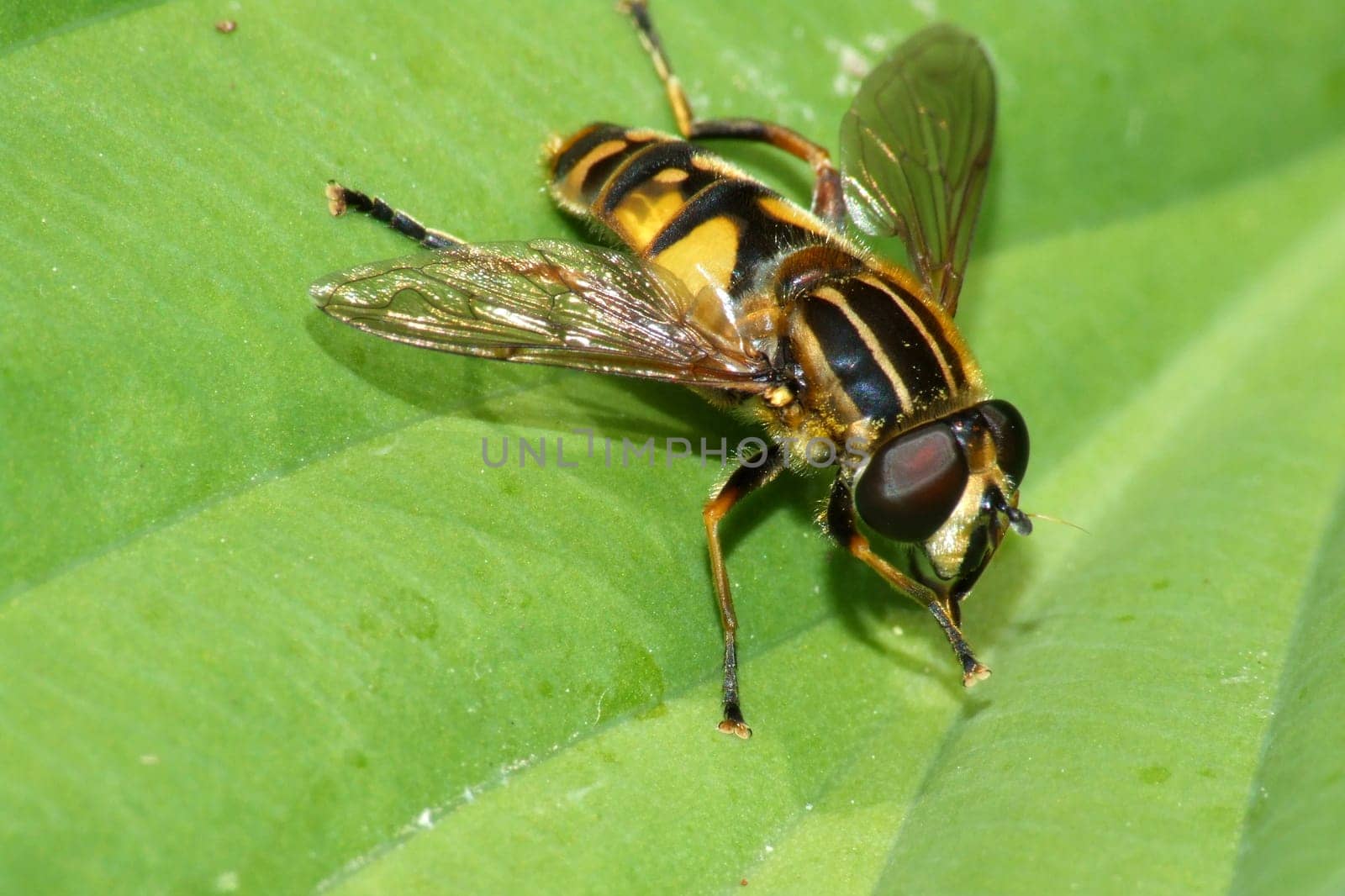 Helophilus pendulus
