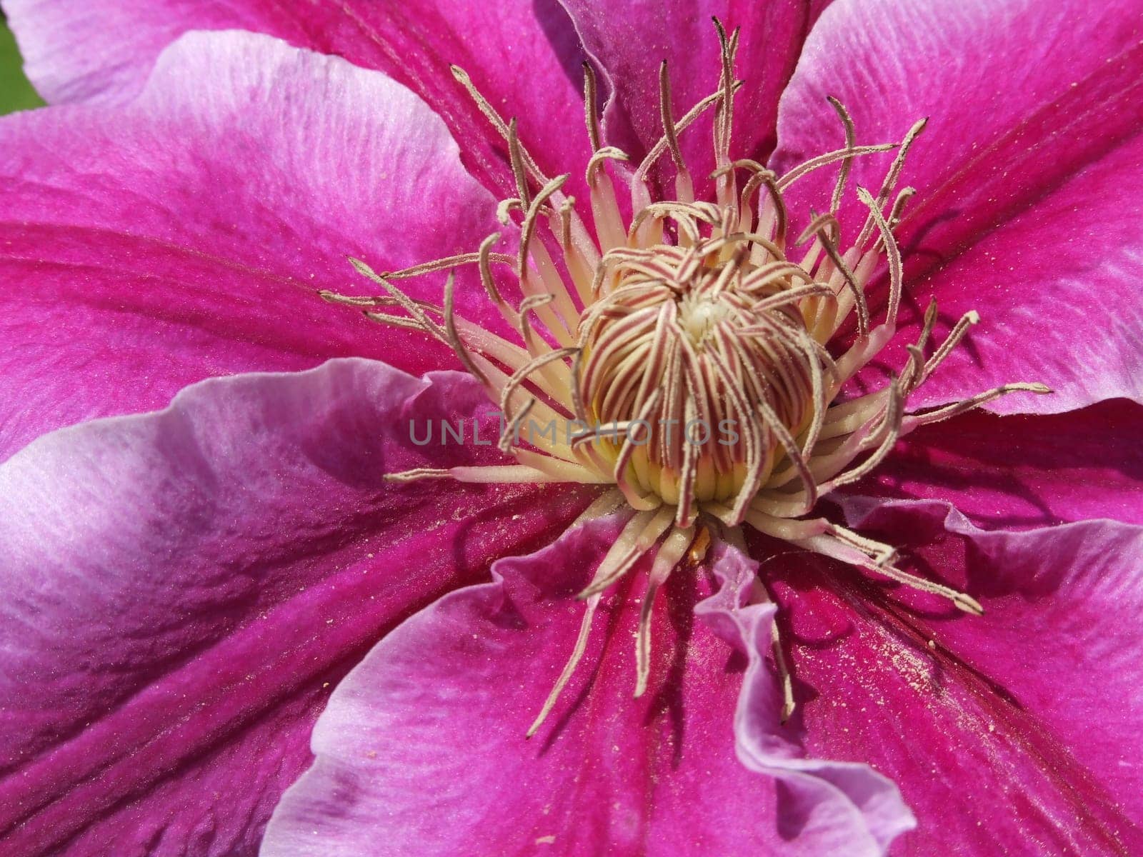 looked inside the flower