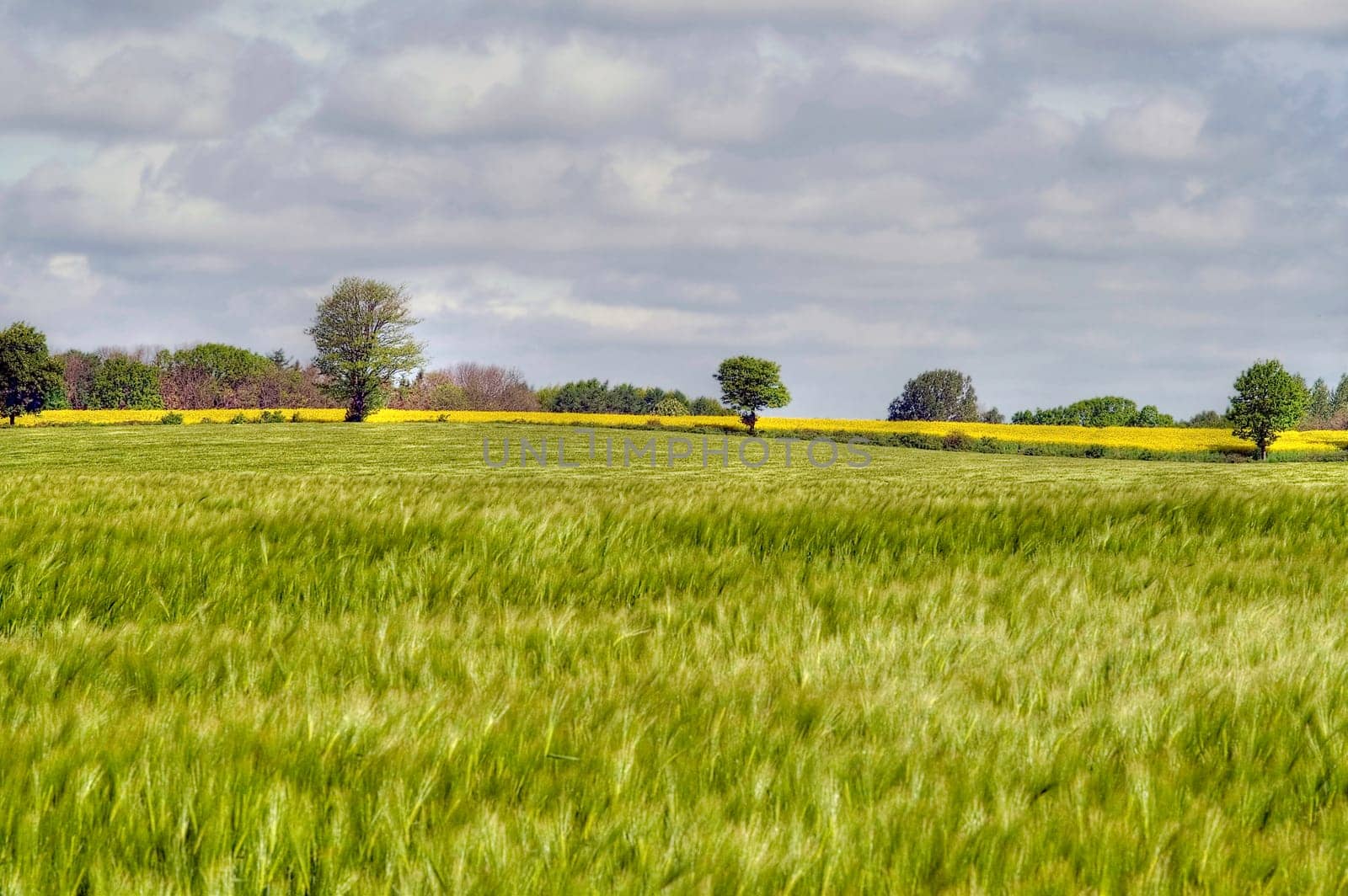 Cornfield