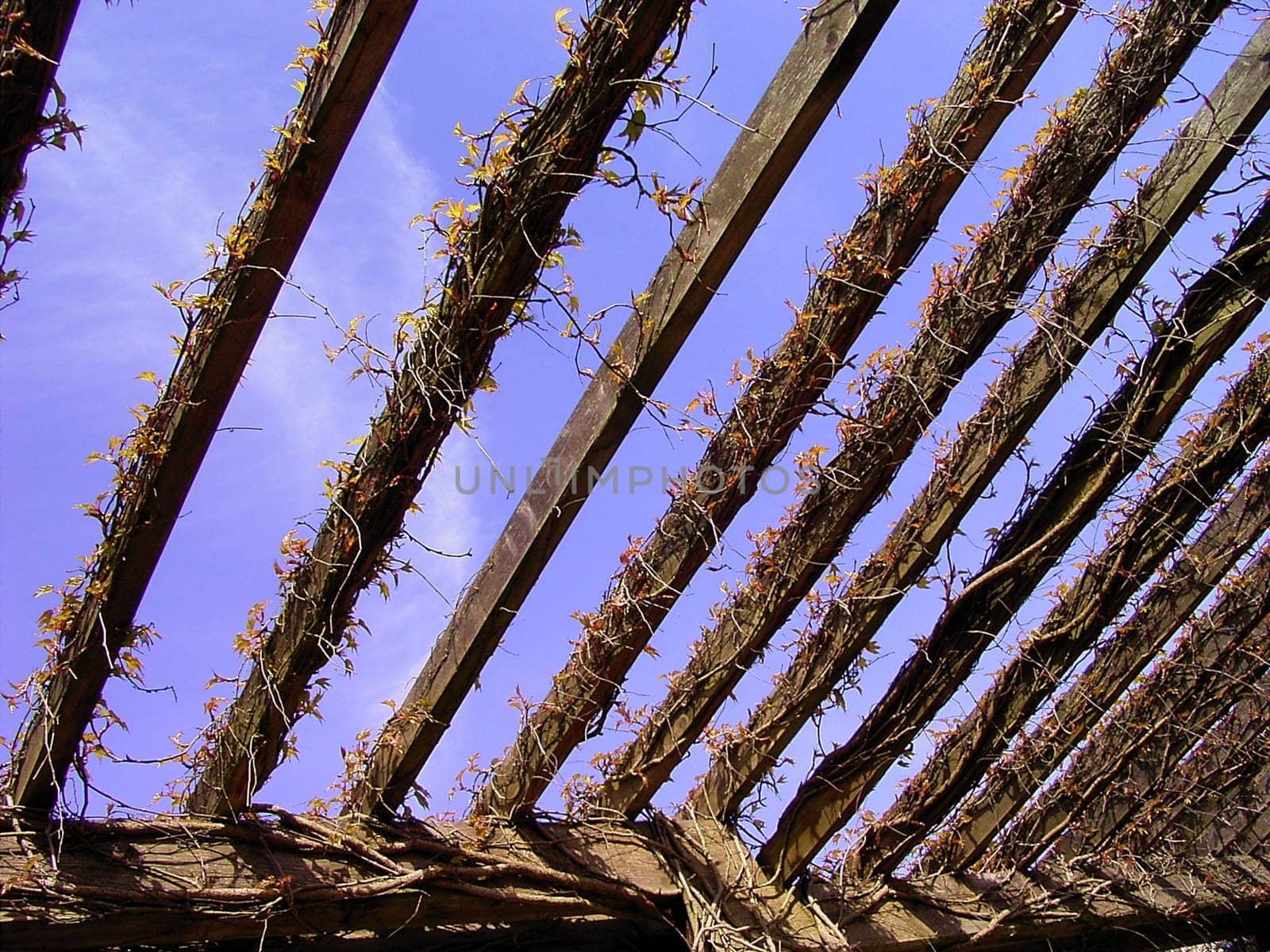 Pergola