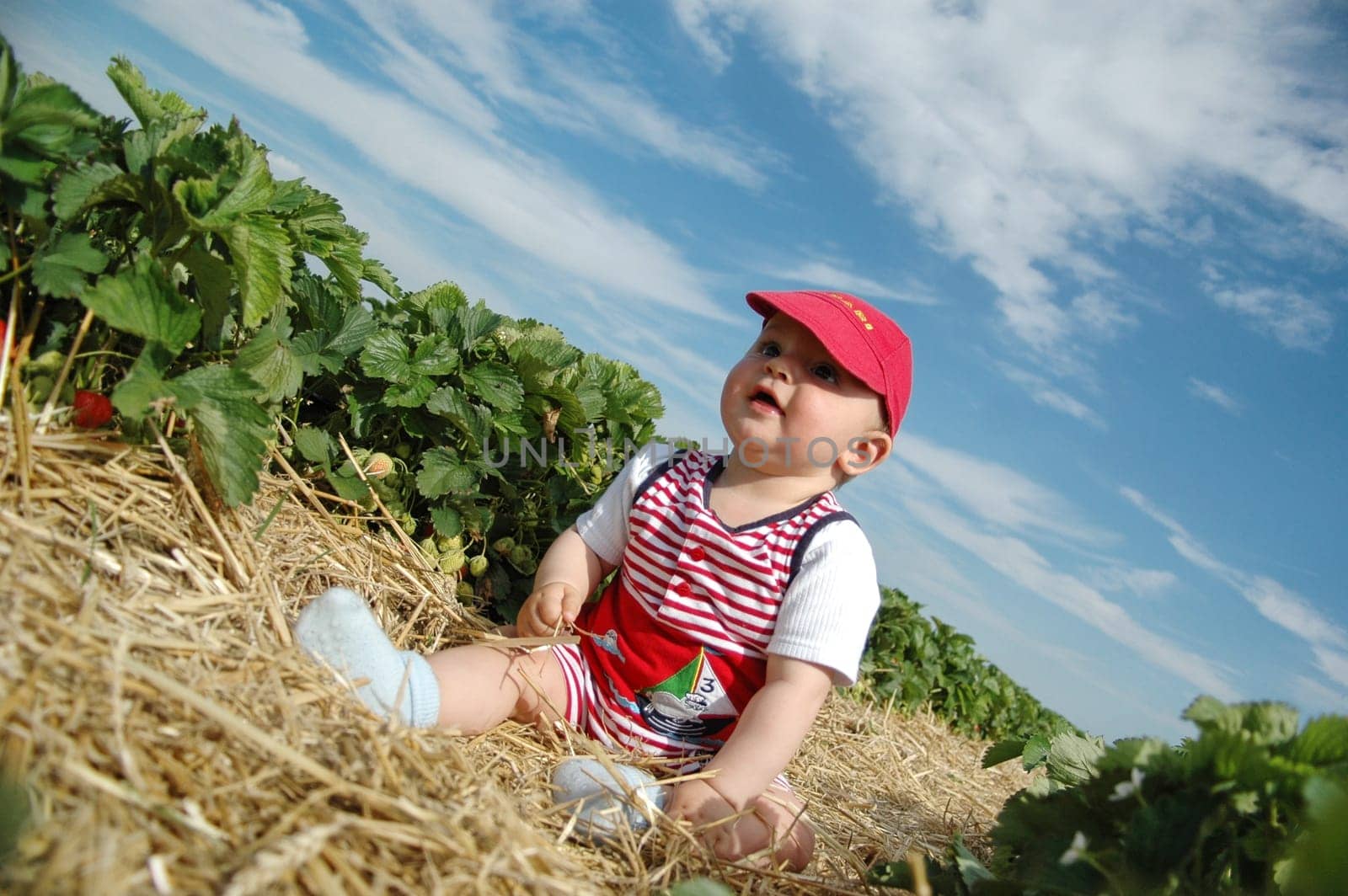 Strawberry field