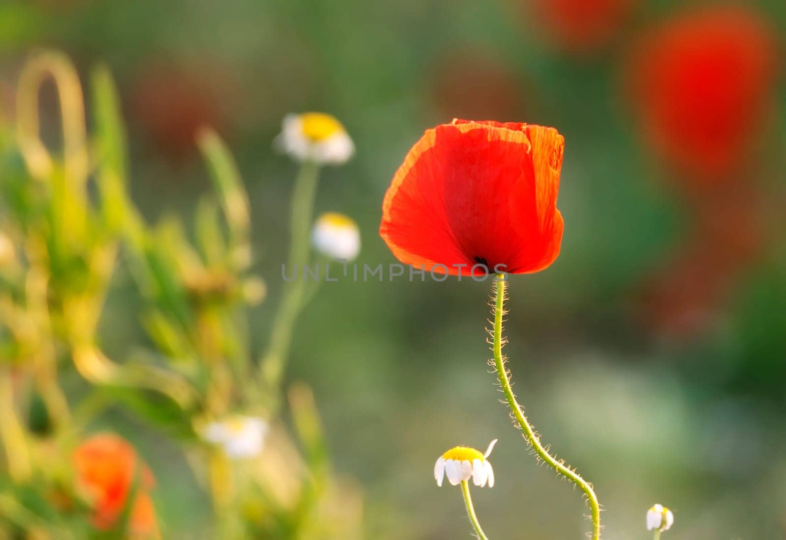 Poppies along the way