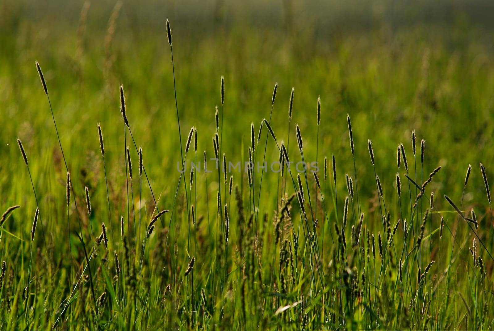 In the meadow