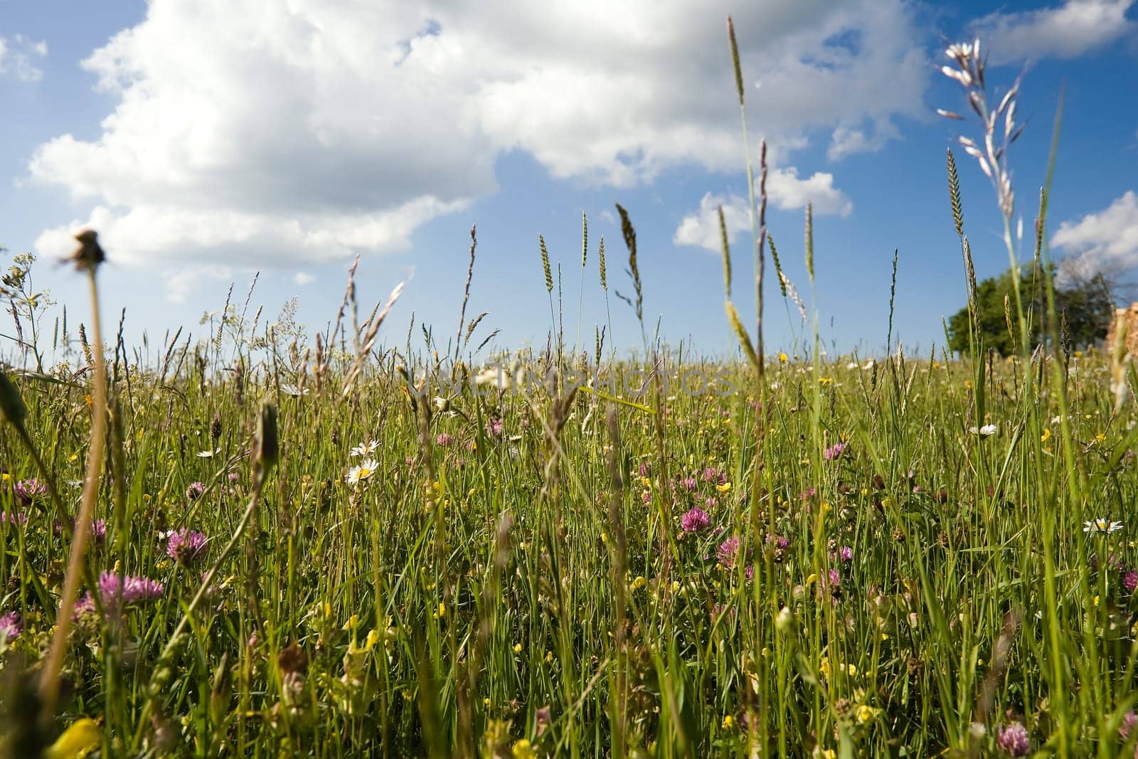 Spring meadow with grasses
