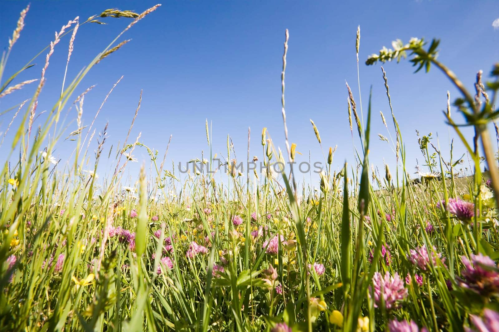 In the middle of grasses