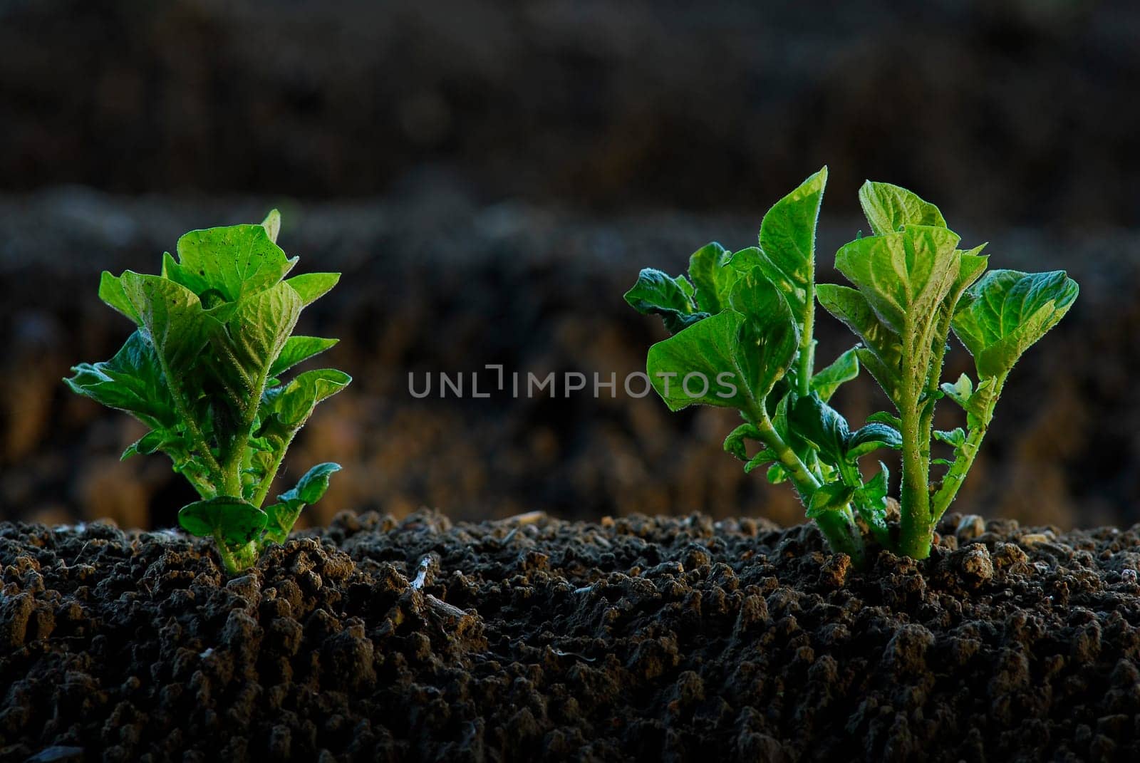 Potato field 2