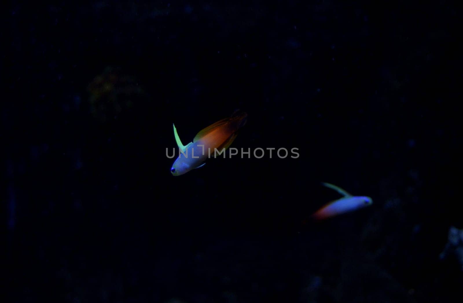 Fish with colorful